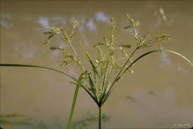 Image result for Ochthocharis