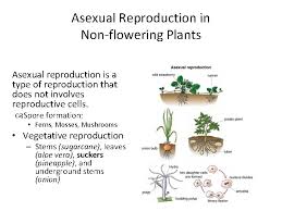 Moreover, reproduction in plants is not limited to sexual reproduction, as is so often true for animals. Plant Life 4 Th Q Unit 1 How