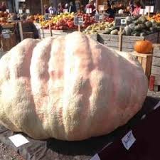 Mais alors, en france, quelles sont les pizzas les plus consommées ? Record Du Monde Plus Gros Mangeur De Hot Dogs En Dix Minutes