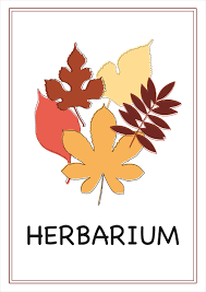Ein herbarium leer kaufen und selbst anlegen. Herbarium Deckblatt Pdf Zum Ausdrucken Kribbelbunt
