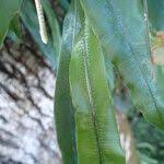 Image result for Oleandra distenta