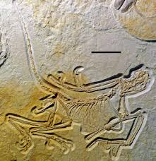 Since that time, only five other specimens have been uncovered, with the best specimens being at the humboldt museum in berlin and the british museum. The Eleventh Archaeopteryx
