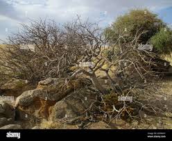 Image result for Commiphora mombassensis