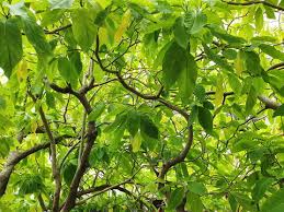 Image result for Pisonia