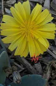 Image result for Launaea violacea