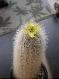 Check out our yellow flower cactus selection for the very best in unique or custom, handmade pieces from our shops. Cactus Flowers Real Or Fake On Line Guide To The Positive Identification Of Members Of The Cactus Family