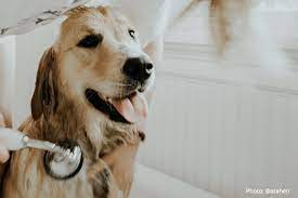 Their tight curls can easily tangle so it is important to brush them often to remove dead hairs from their coat. How To Teach Your Pet To Love Grooming