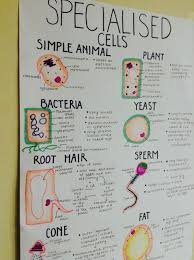 Tbh Go Study Gcse Biology Revision Biology Revision Gcse Science Revision