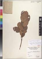 Image result for Cassipourea fanshawei