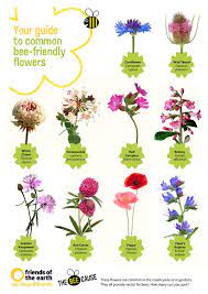 Flowers in july and august. Pin By Friends Of The Earth On The Bee Cause Bee Friendly Flowers Bee Friendly Garden Bee Friendly Plants