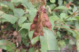 Image result for Rhynchosia viscosa