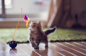 At this stage, kittens are growing more independent, developing their social skills and mastering their environment. Kitten Development From 6 To 12 Weeks