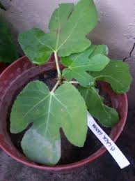 Black Genoa Fig Good Eating Lots Of Fruit