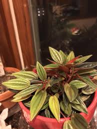 Check spelling or type a new query. Ask A Question Forum Peperomia Rosso Yellowing Leaves Garden Org