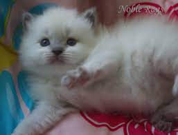 Blue Point Ragdoll Kitten Cats Siamese Cats Blue Point Crazy Cats