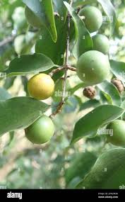 Image result for Strychnos usambarensis