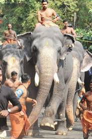 February Has Been Brutal For Elephants And Deadly For People In Kerala Elephant Animals Kerala