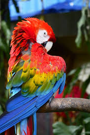 When cared for properly in captivity, they can live 50 years. Lifespan Of Parrots Cwa Central Wyoming Avian Rescue