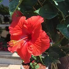 L'ibisco (hibiscus sabdariffa l.), conosciuto con il nome di karkadè, carcadè o tè rosa dell'abissinia, è una pianta arbustiva appartenente alla famiglia delle malvaceae di cui sono specialmente noti i fiori. Rachel E Pollock On Twitter Fiori