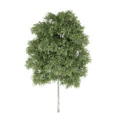 Le bouleau couvre 1% de la forêt française (voir le graphique de répartition de la forêt française). Bouleau Verruqueux Vente Arbre Et Arbuste Pepinieres Naudet