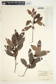 Image result for Hippocratea volkensii