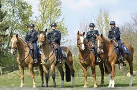 Contacté, un membre de la fédération française d'équitation nous a annoncé que la ffe espérait au minimum un accès pour les propriétaires et les cavaliers mineurs. Devenir Policier A Cheval 2021 Etudes Salaire Formation Concours