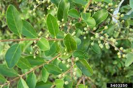 Image result for Ligustrum sinense