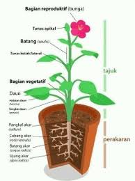 Kita bisa menemukan ikan di air tawar (danau atau sungai) atau air asin (laut). Gambar Tumbuhan Pacar Air Utuh Bagian Daun Bagian Batang Bagian Akar Brainly Co Id