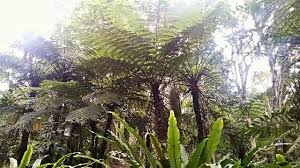 Da ich mir sehr gerne botanische gärten anschaue, stand für mich fest, dass ich diesen park auch besuche. Farnwald Bali Botanischer Garten Botanischer Garten Garten Wald