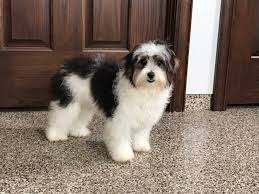 These havapoo puppies are a designer mixed breed. Havanese Puppies For Sale In Ohio Petfinder