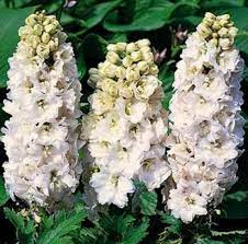 Delphinium White Swan Delphinium Flower Garden Flowers
