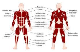 Diagrams showing the general organisation of the thorax with the pleural cavity and lobule: Muscle Diagram Male Body Names Stock Vector Illustration Of Bodybuilder Fitness 90796924