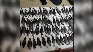 We are extremely grateful to charlotte city services, the animal control division of cmpd and carolina waterfowl rescue for their prompt response and for handling. Hundreds Of Birds Crash Into Nascar Hall Of Fame Building In Charlotte