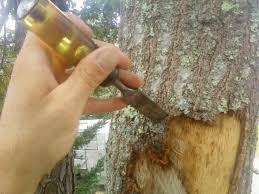 Résultat de recherche d'images pour "tree trunk repair grafts"