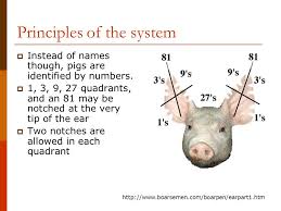 Ear Notching In Swine Animal Science Ppt Video Online