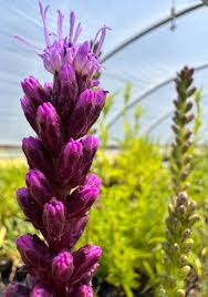 Image result for Tetragonia spicata