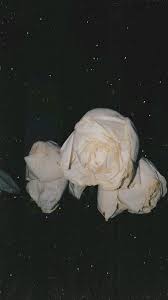  Bunga Mawar Rose Roses White Aesthetic After Layu Desserts Food Ice Cream