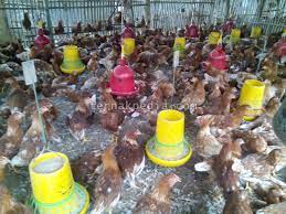 Check spelling or type a new query. Beternak Ayam Petelur Dengan Sistem Umbaran Ternakpedia