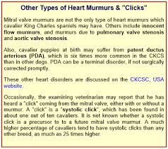 This lecture by robert george, dvm, dacvim (cardiology) covers the most common causes of heart murmurs in puppies, from innocent to congenital heart disease. Mitral Valve Disease And The Cavalier King Charles Spaniel