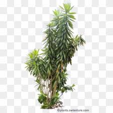 Tropical palm plants, greenery, tropical tree png. Tropical Plants Png Png Transparent For Free Download Pngfind