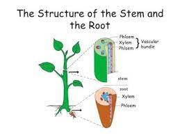 Xylem And Phloem Worksheet Google Search Plant Science Education Technology Learning Education