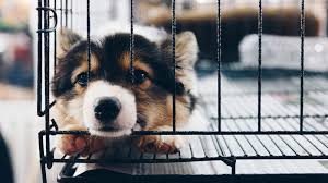 A nice place to browse also with interesting pet accessories, some hard to find in other stores. Escondido Pet Store Cited For Illegal Puppy Sales The Coast News Group