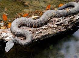 The cottonmouth snake (agkistrodon piscivorus) is also known as the water moccasin, the black moccasin and the black snake. Venomous Snakes In Georgia What You Need To Know Bug House Pest Control