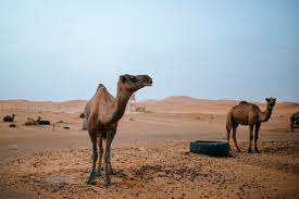 He has many years experience taking camel treks into the dunes. Landscape With Dromedaries Merzouga Desert Morocco Damf00382 David Aguero Munoz Westend61