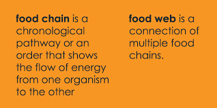 Confused about the difference between food chains and food webs? Difference Between Food Chain And Food Web Quick Read Note 24hb
