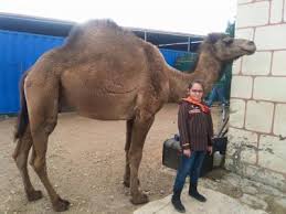 How to get a camel in bdo doing a quest. A 30 Minute Camel Ride In Valencia Deals In En Yumping Com