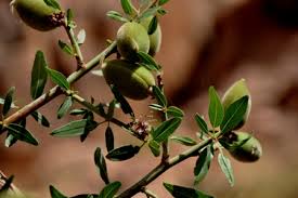 Image result for Zygophyllum leucocladum