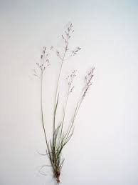 Image result for Agrostis taylorii