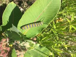 The Power Of Milkweed By Protecting Land You Re Also Saving Butterflies Kawartha Land Trust