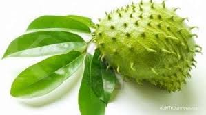 Manfaat daun sukun pertama yang bisa digunakan untuk menurunkan kadar kolesterol. 5 Khasiat Daun Sirsak Ini Berguna Untuk Kesehatan Tubuh